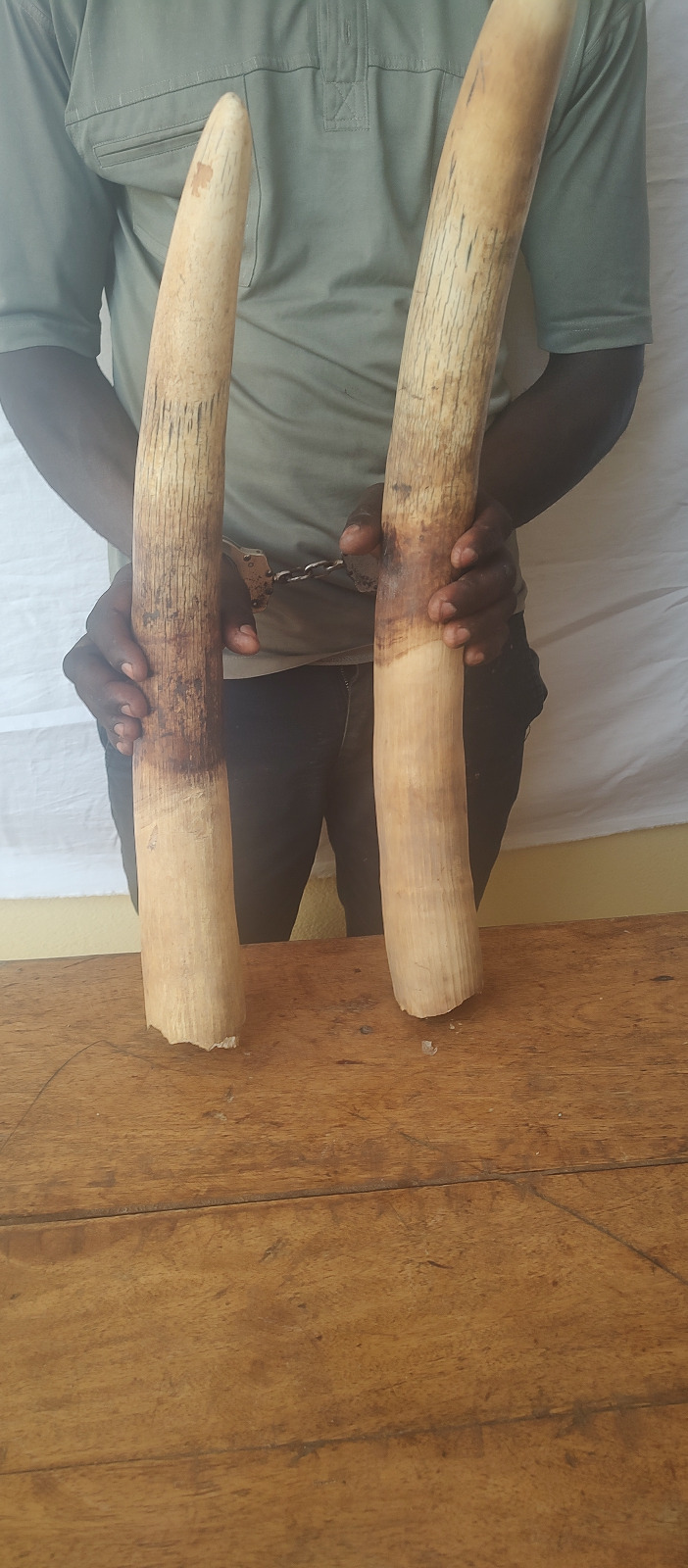 Trafic d’espèces protégées : Un présumé trafiquant d’ivoire arrêté puis déposé